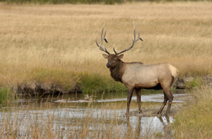 Elk_8645LGsigned