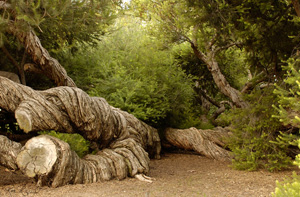GnarlyWoods_3033LGsigned