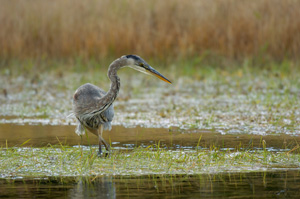 GreatBlueHeron_0598LGsigned