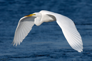 GreatEgret_Flight_X4593XLsigned