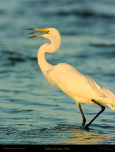 GreatEgret_Flip_0159LGsigned