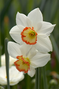 HybridDaffodil_HS8936LGsigned