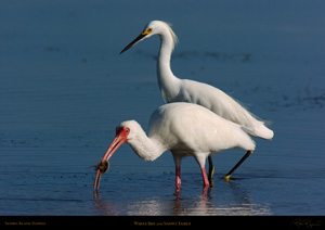 Ibis_Snowy_0360LGsigned