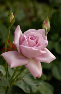 LavenderRose_7145LGsigned