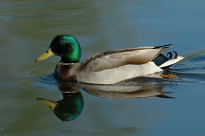 Mallard_X0520XLsigned