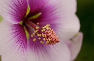 Mallow_1616LGsigned