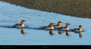 Mergansers_X3259XLsigned