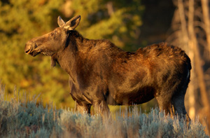 MooseSunrise_0293LGsigned