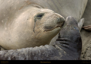 MotherLove_3972LGsigned