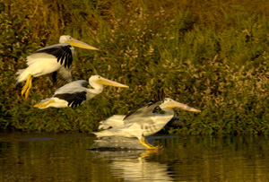 Pelicans_Landing_X5629LGsigned