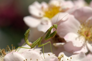 PrayingMantis_X6194XLsigned