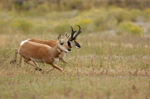 Pronghorns_0165LGsigned
