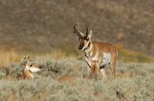 Pronghorns_0410LGsigned