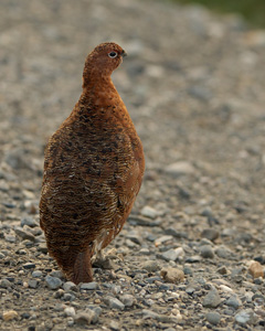 Ptarmigan_X4281LGsigned