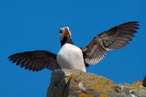 Puffin_Display_X3323XLsigned