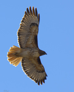RedTail_X9047LGsigned