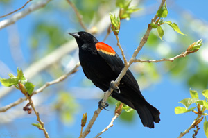 RedWinged_Blackbird_X4224XLsigned