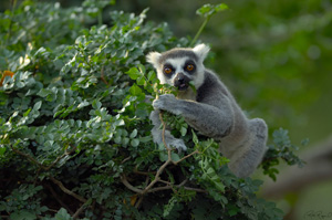 RingTailed_Lemur_X6067XLsigned