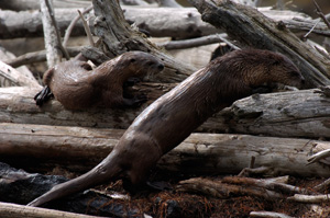 RiverOtters_9715LGsigned