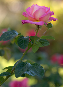 Rose_HS4057LGsigned