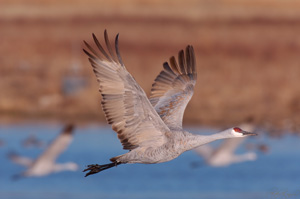 SandhillCrane_Flyout_HS0729LGsigned
