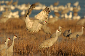 SandhillCrane_Landing_5791LGsigned