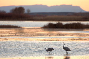 SandhillCranes_Sunset_HS0942LGsigned