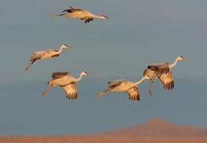 SandhillCranes_ThermalGlide_6933LGsigned