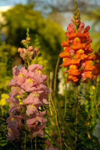 Snapdragons_X0651XLsigned