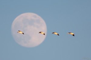 SnowGeese_Moon_X4029XLsigned
