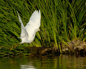 SnowyEgret_takeoff_X5416LGsigned