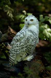 SnowyOwl_7711LGsigned