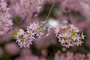 Study_inPink_HS8770LGsigned