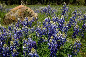 WawonaLupines_X0767XLsigned