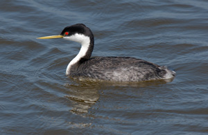 WesternGrebe_X4548XLsigned
