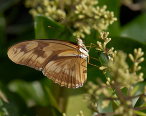 WhitePeacock_X4255XLsigned