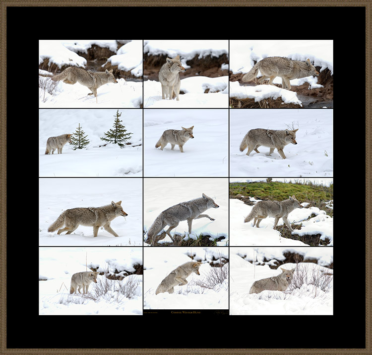 Coyote_WinterHunt_SXXL