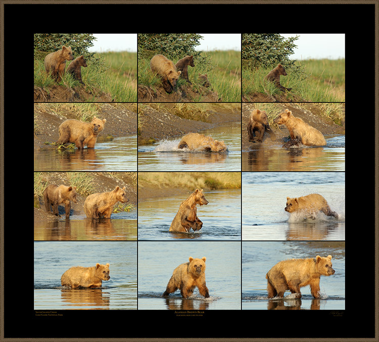GrizzlyF_TeachingCubs_XXXL