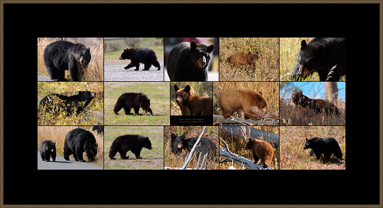 NorthAmericanBlackBears_XXXL
