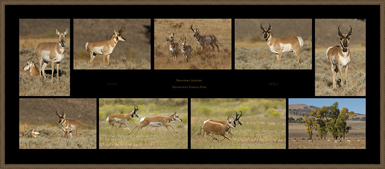 PronghornAntelope