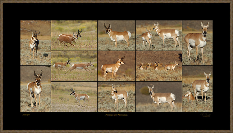 PronghornAntelope_XXXL