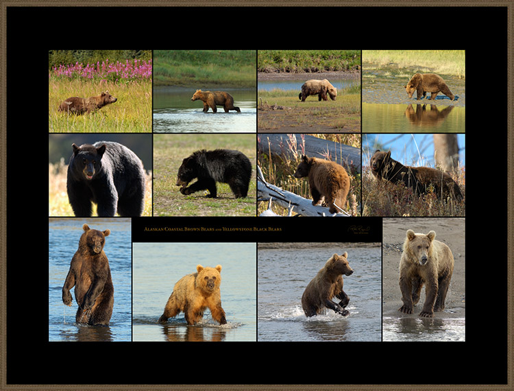 Bears_s