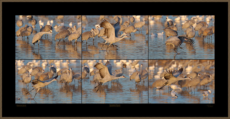 SandhillCrane_MorningFlyout_Sequence_XXXL
