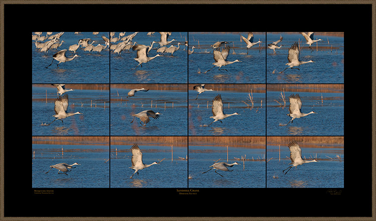 SandhillCrane_MorningFlyout_XXXL