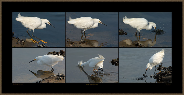 SnowyEgret_hunting_BolsaChicaRefuge_SXXXL