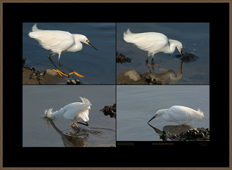 SnowyEgret_hunting_BolsaChica_XXXL