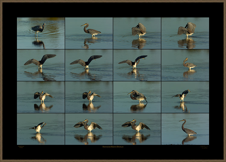 TricolorHeronDisplay_XXXL