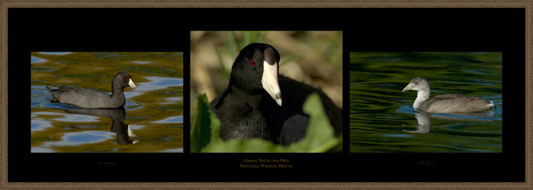 Coots_Young_andOld_s