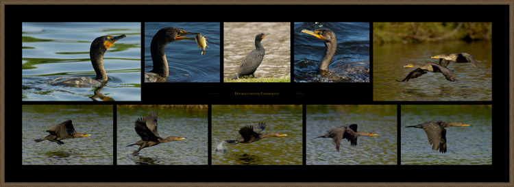Cormorant_s