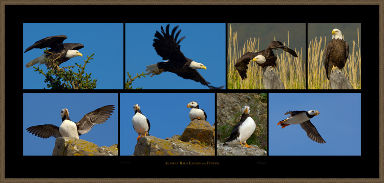Eagles_and_Puffins_s